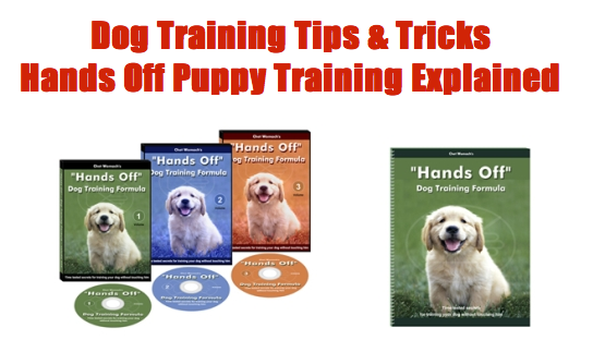 Dog Training - Non Shedding Dog Breeds