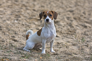 The Beagle is one dog on the list of best dog breeds for children