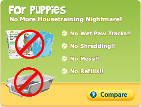 Housebreaking a puppy