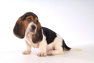 Indoor puppy potty training instructions and advice
