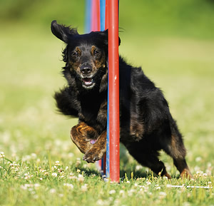 What is Dog Agility Training?