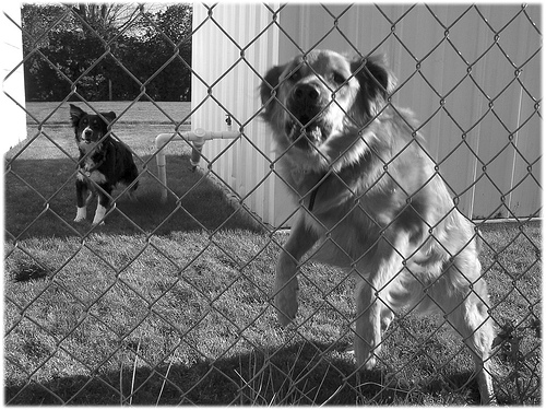 Fence jumping is a problem behavior, and a safety issue for dogs. Fence jumping is a problem behavior, and a safety issue for dogs.