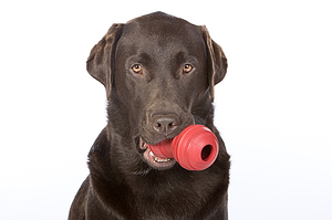 solve dog chewing problems