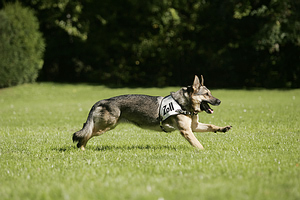 How to teach a dog to stop running away