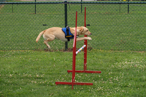 Full-blown dog agility training isn't appropriate for puppies and adolescent dogs.