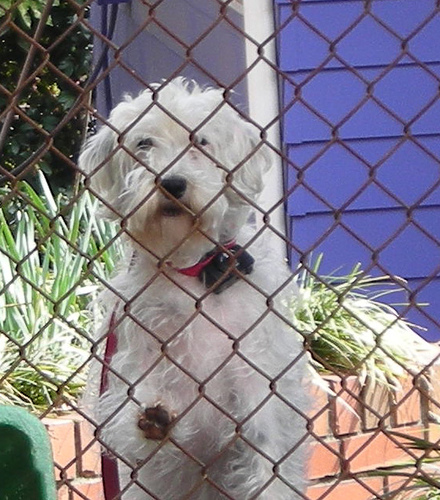 excessive dog barking excessive dog barking