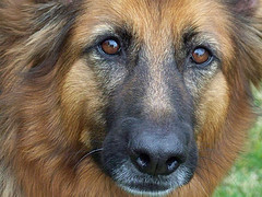 German Shepherds are among the most popular choices for guard dog training