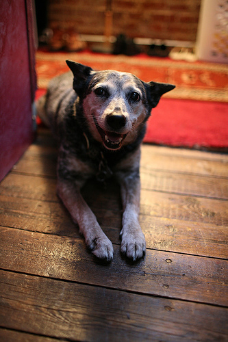 Step By Step Puppy House Training