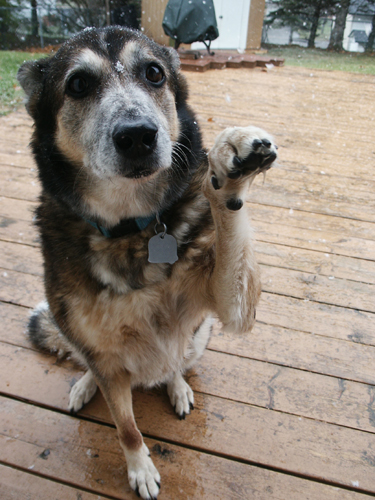 Dogs eating dog poop - the behavior can mean almost anything.