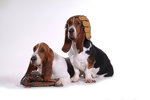 What is the best place to buy dog grooming supplies?