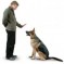 Best Dog Training Secrets