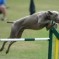 Curious about Dog Agility Training?