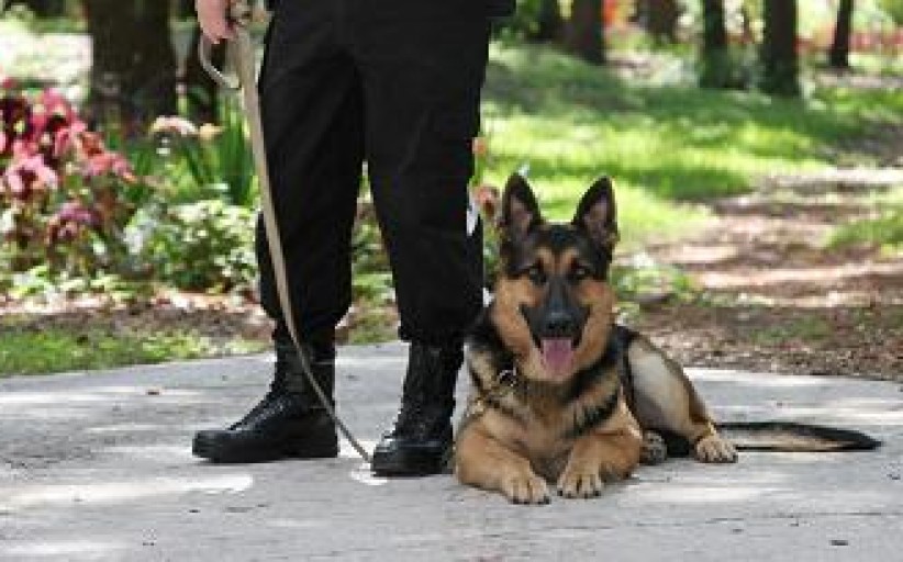 Teaching Your Dog the 