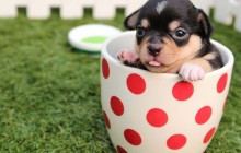 A Guide to Bathing Your Dog