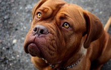 Cutting Your Dogs Nails How To Do It Safely