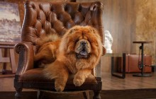 Dog Grooming: What to Do and How to Do It!