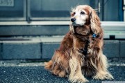 Dog Hot Spots: An Unpleasant Skin Problem