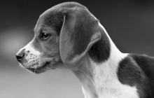 Home Dog Clipping Instructions