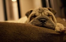 Information About Hip Dysplasia In Dogs