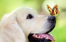 Preventing and Solving Dog Eye Problems