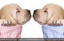 So, You Got a Puppy! Spay? Neuter?