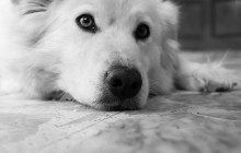 Understanding Arthritis In Dogs