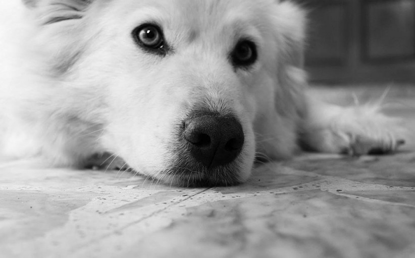 Understanding Arthritis In Dogs