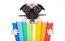 What is Pet Insurance? Is it Worth the Price? Reviews and Comparison!