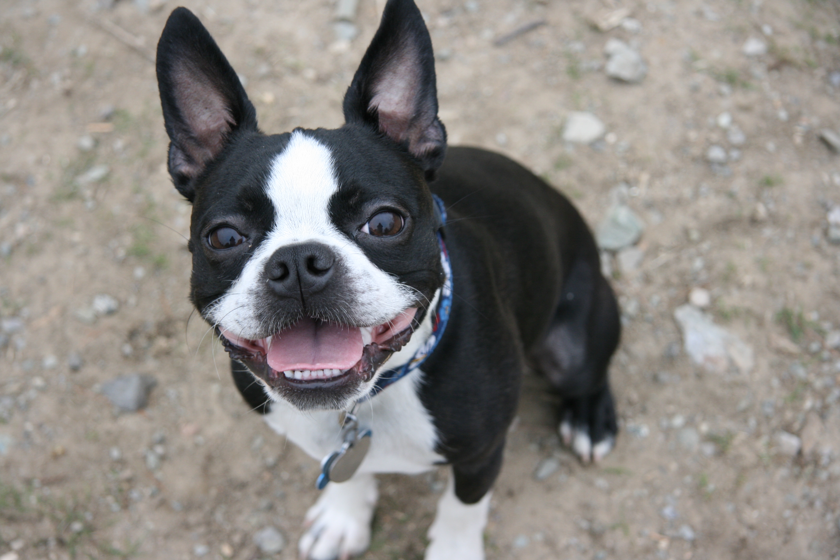 Boston-Terrier-Puppy-Training-and-Breed-Information.jpg